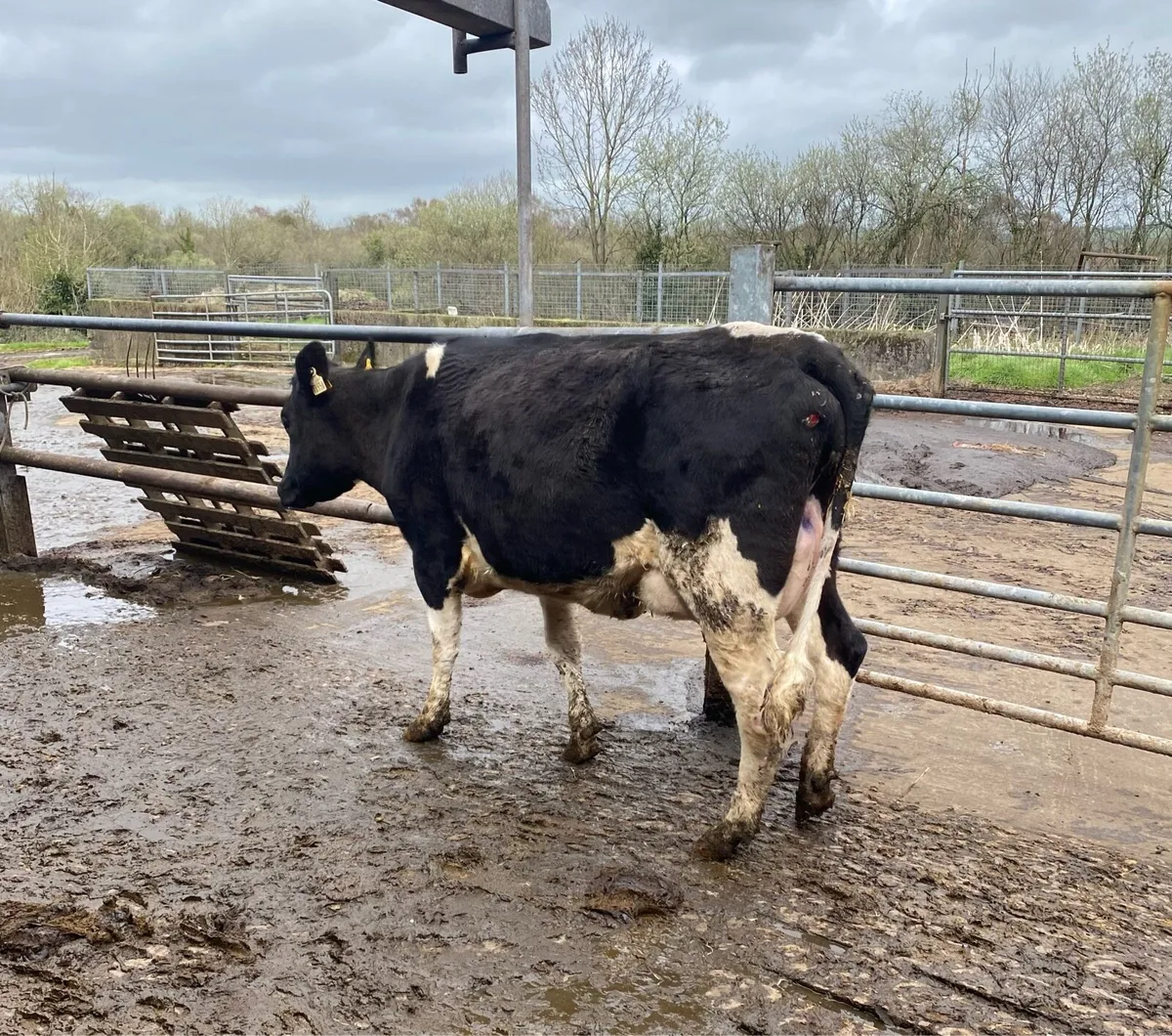 20 Top Quality Heifers (10 Calved & 10 In-Calf) - Image 4