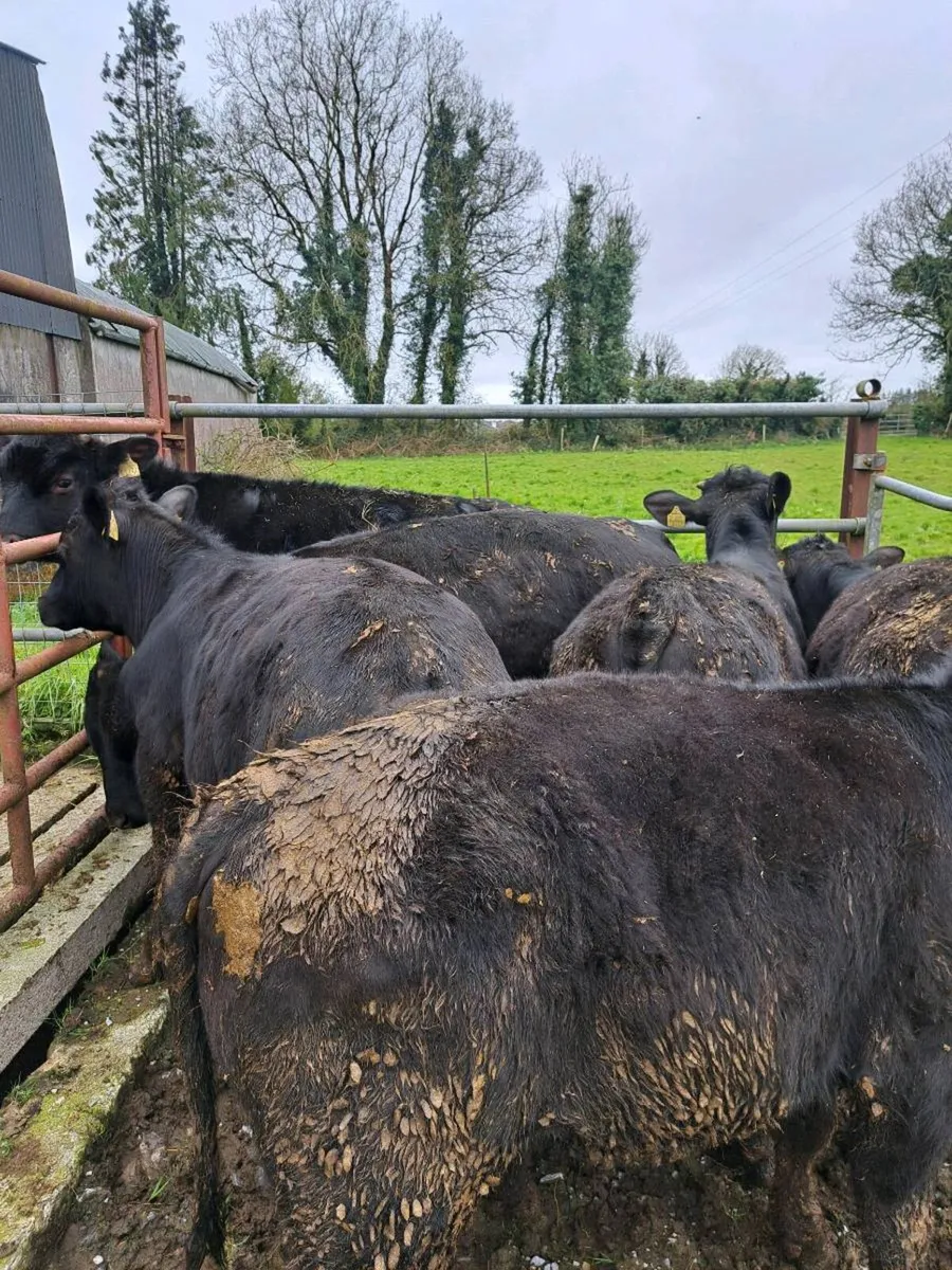 Grass bullocks - Image 1