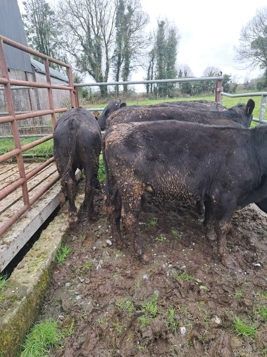 Grass bullocks - Image 3