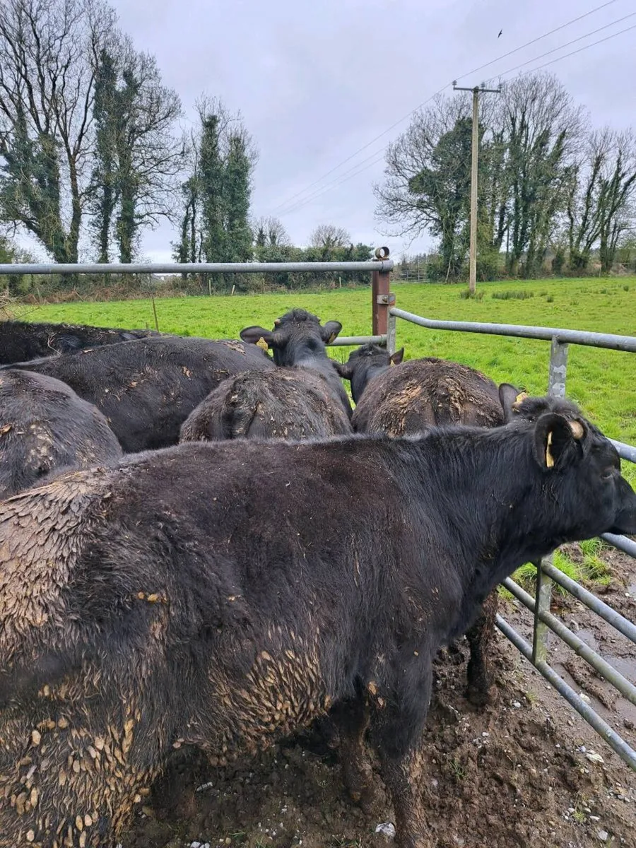 Grass bullocks - Image 2