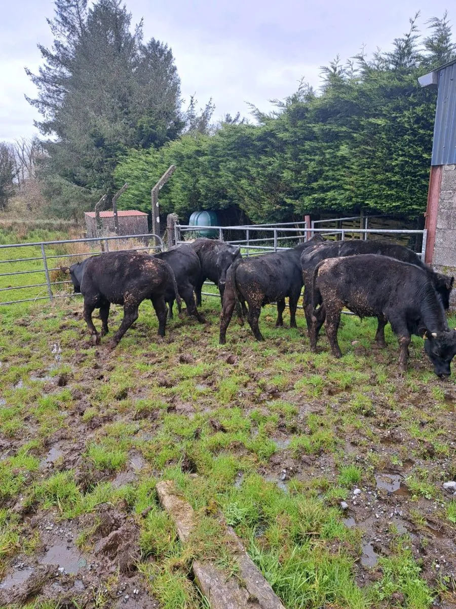 Grass bullocks - Image 4