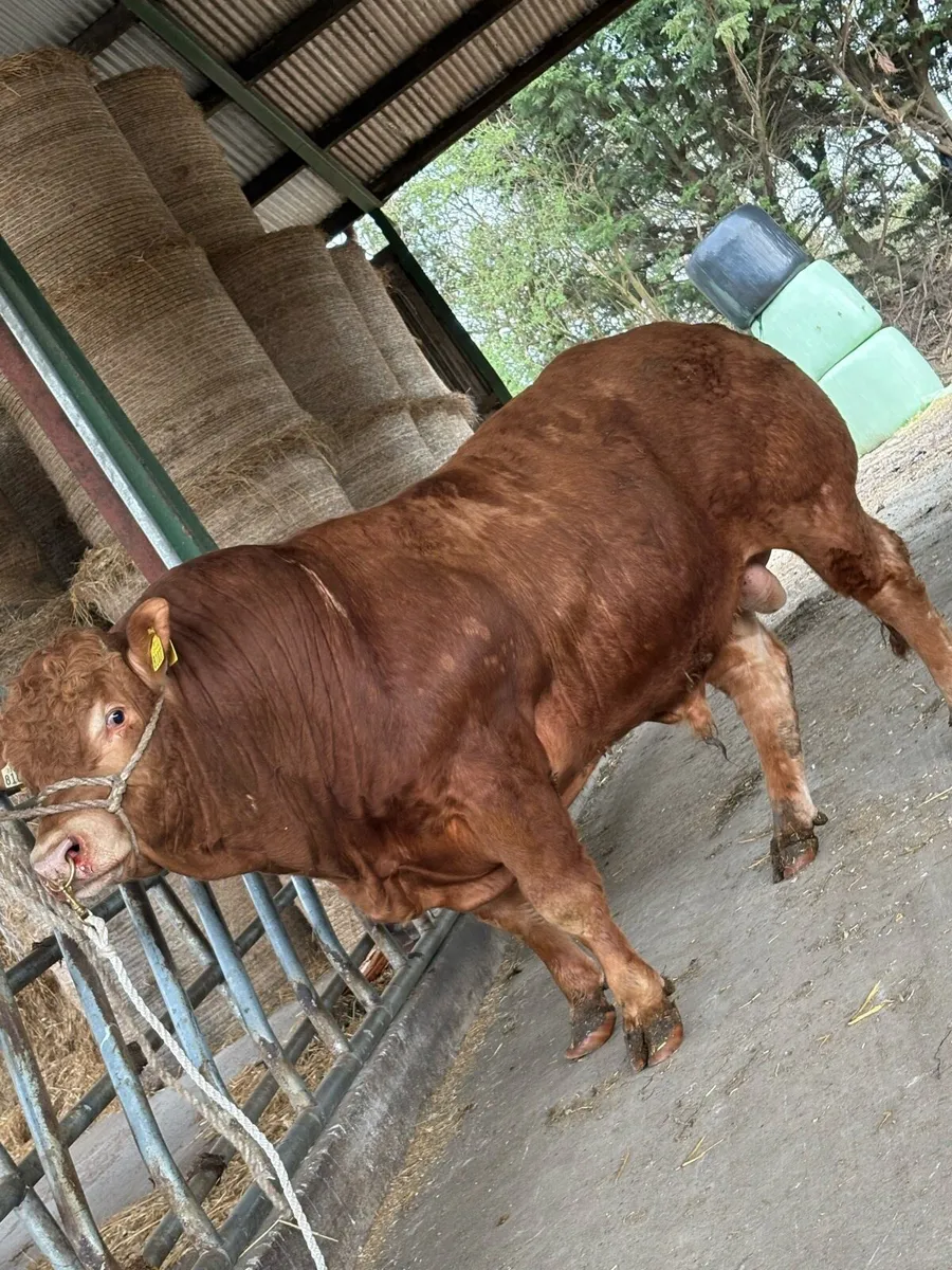Limousin bulls - Image 1