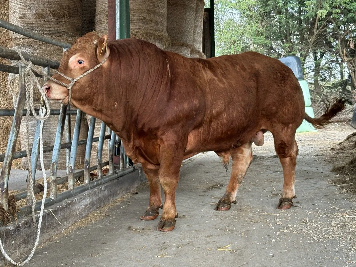 Limousin bulls - Image 4