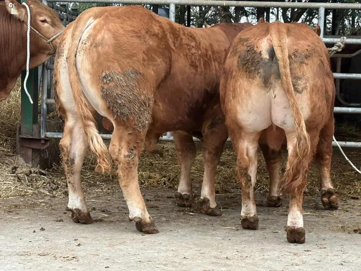 Limousin bulls - Image 2