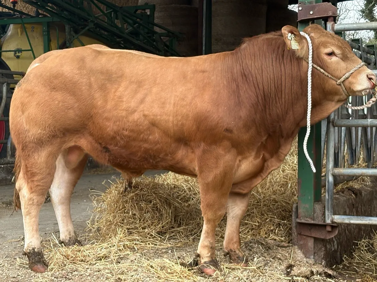 Limousin bulls - Image 3