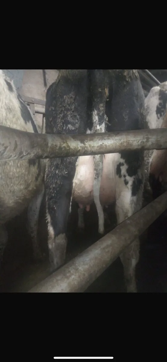 20 calved heifers & 20 cows - Image 2