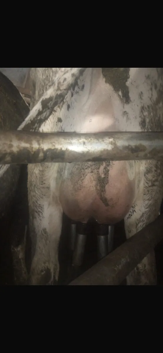 20 calved heifers & 20 cows - Image 3