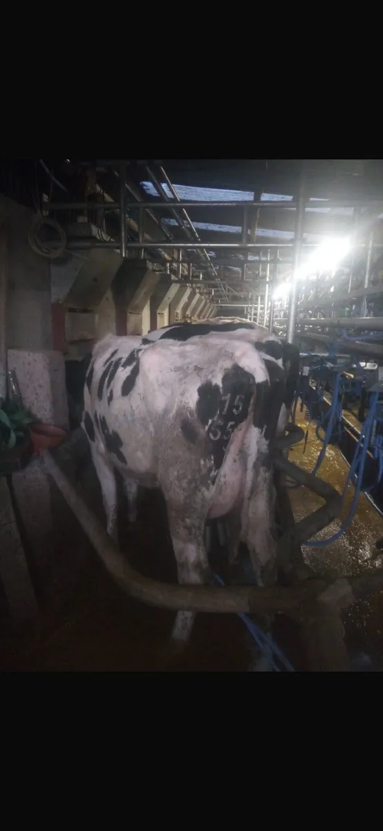 20 calved heifers & 20 cows - Image 4