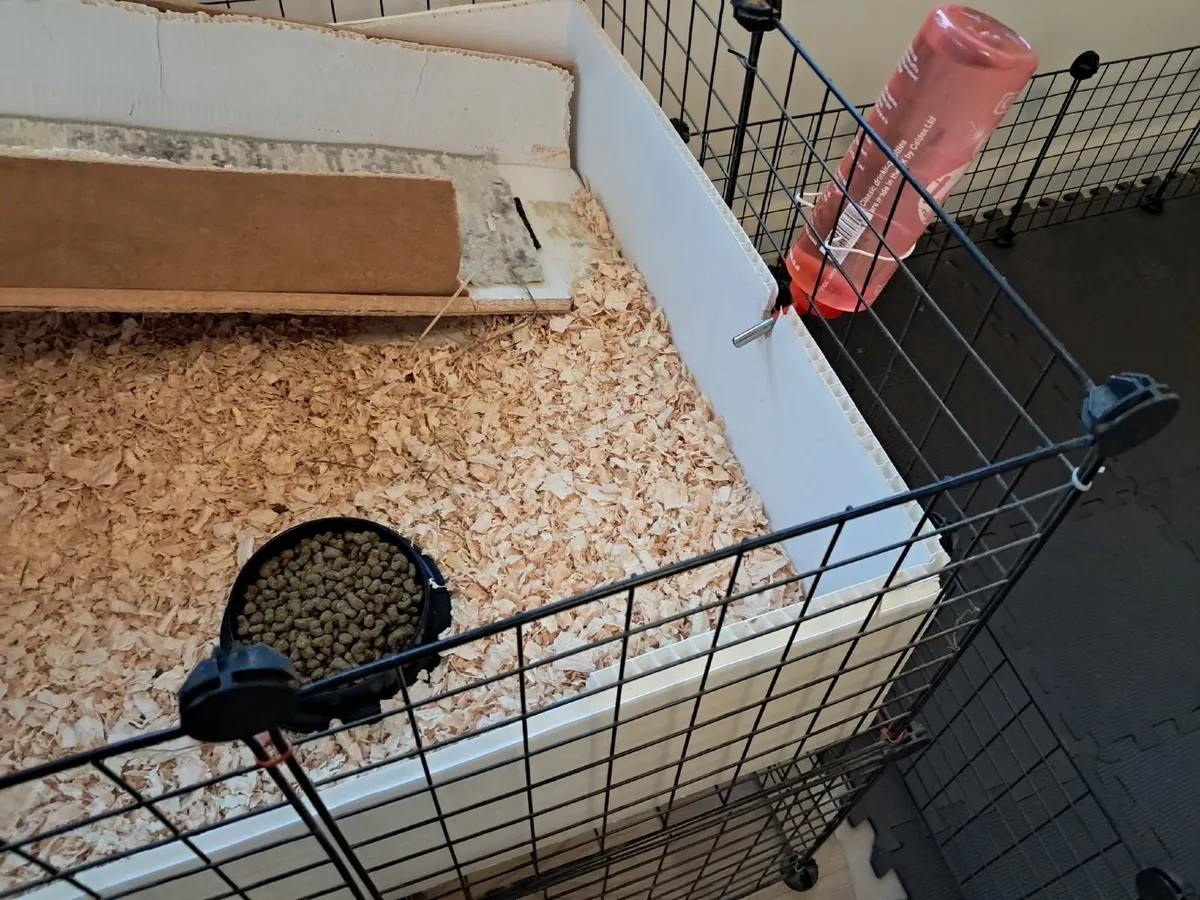 Small animal cage (Guinea Pigs, etc) - Image 2