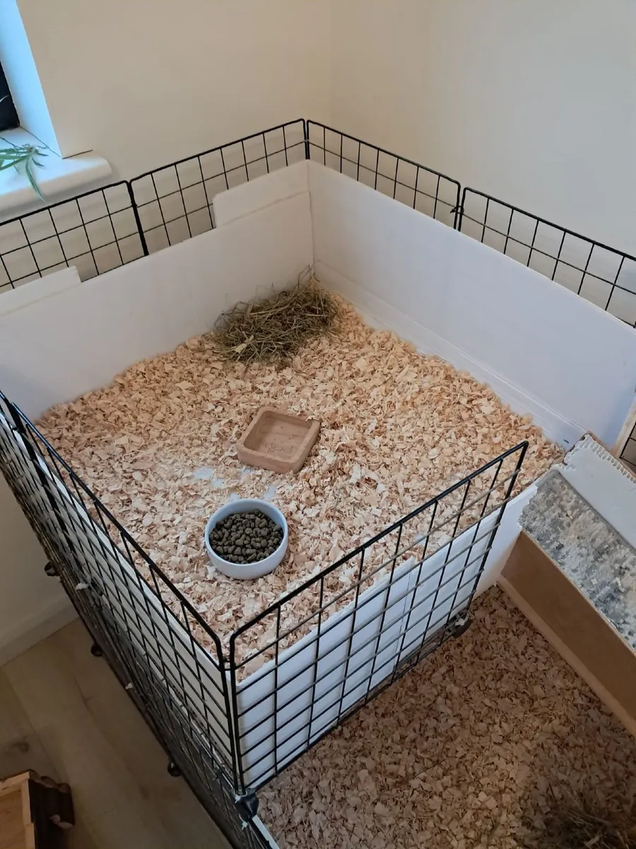 Small animal cage (Guinea Pigs, etc) - Image 4