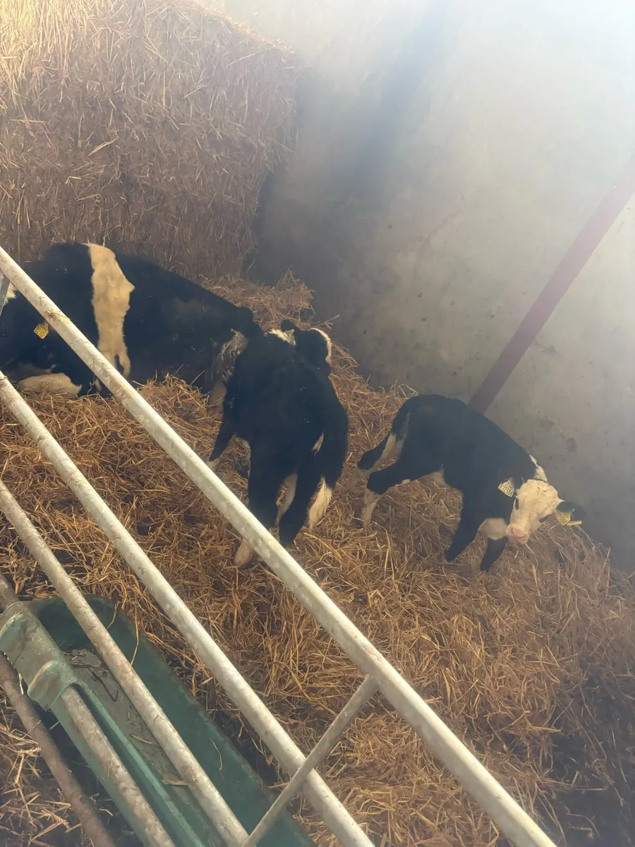 Cow with 2 calves - Image 1