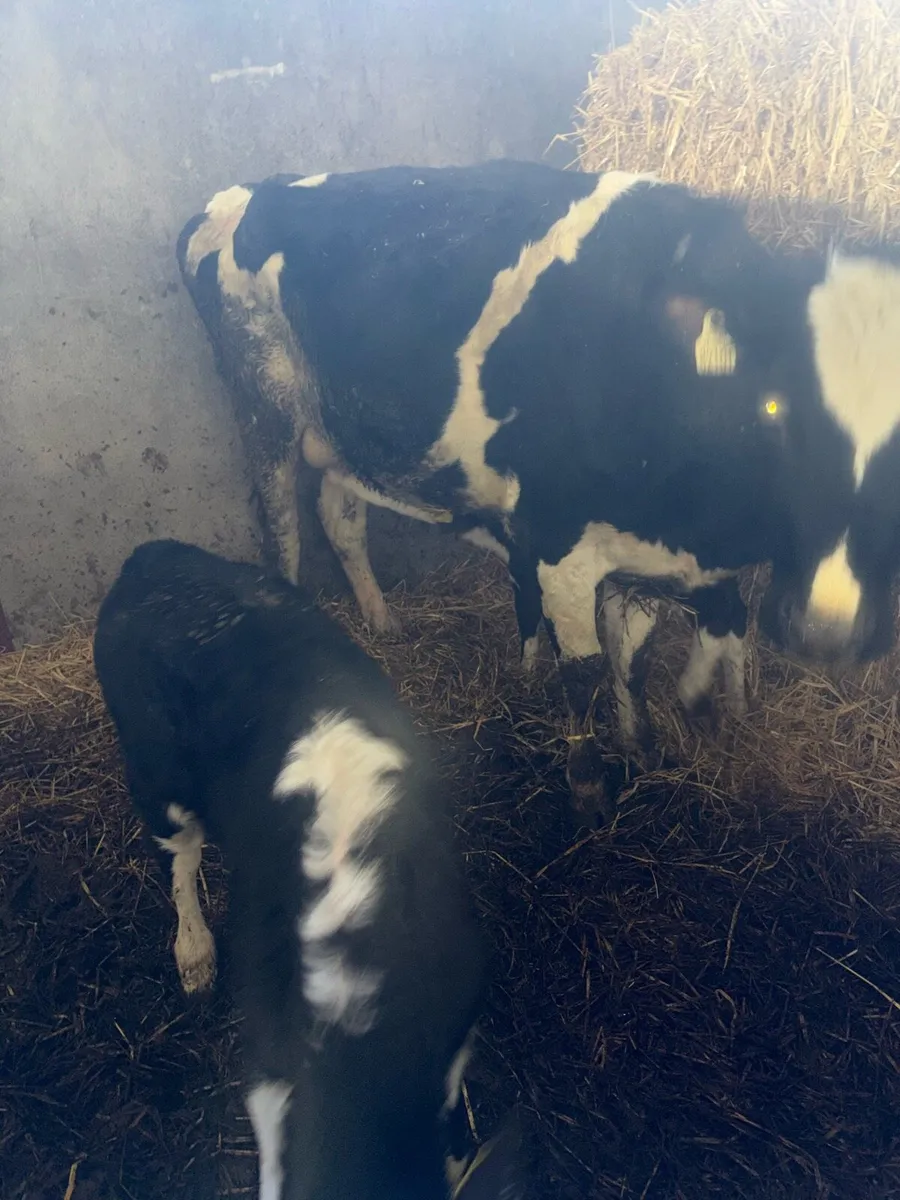 Cow with 2 calves - Image 2