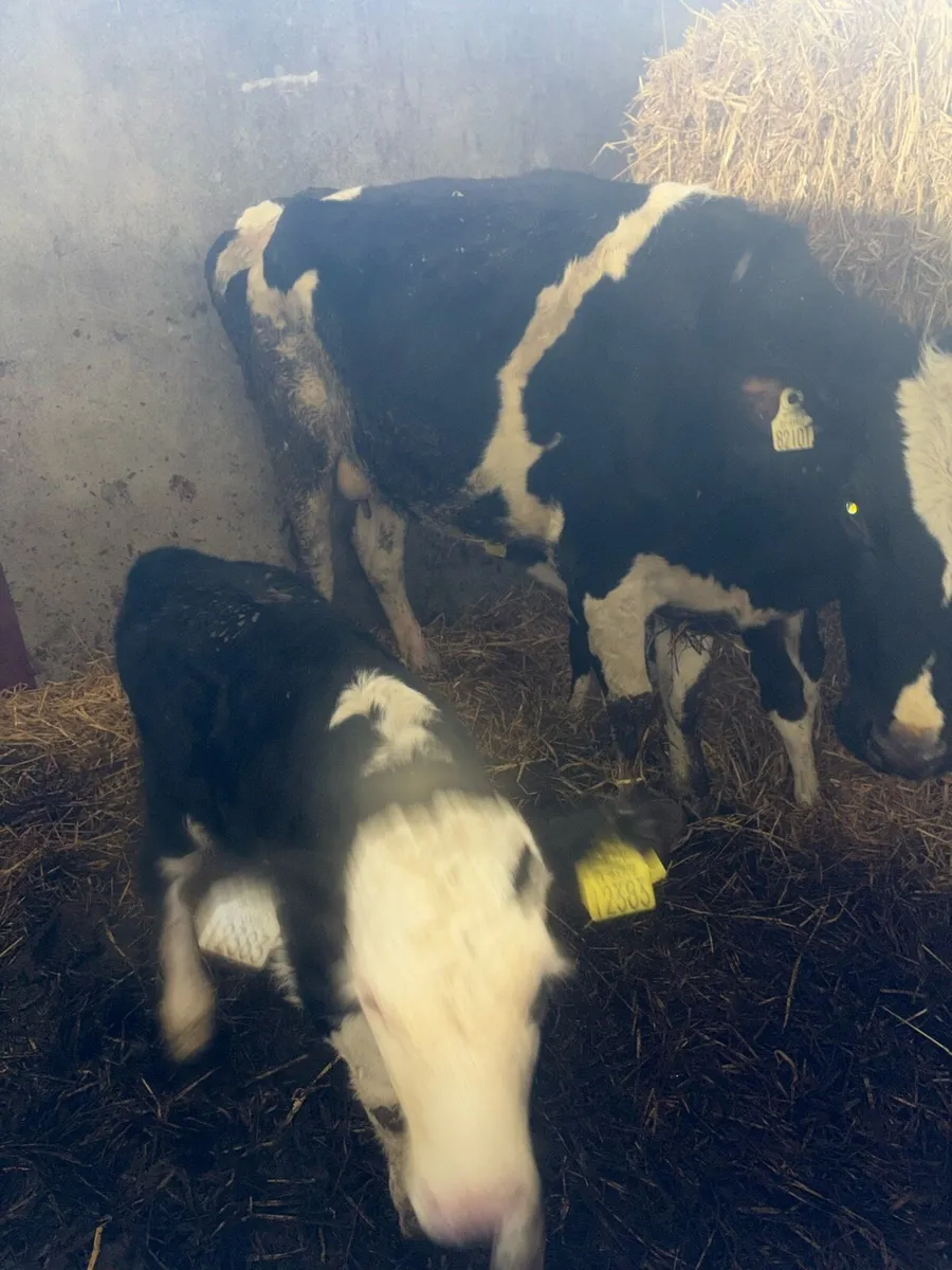 Cow with 2 calves - Image 3