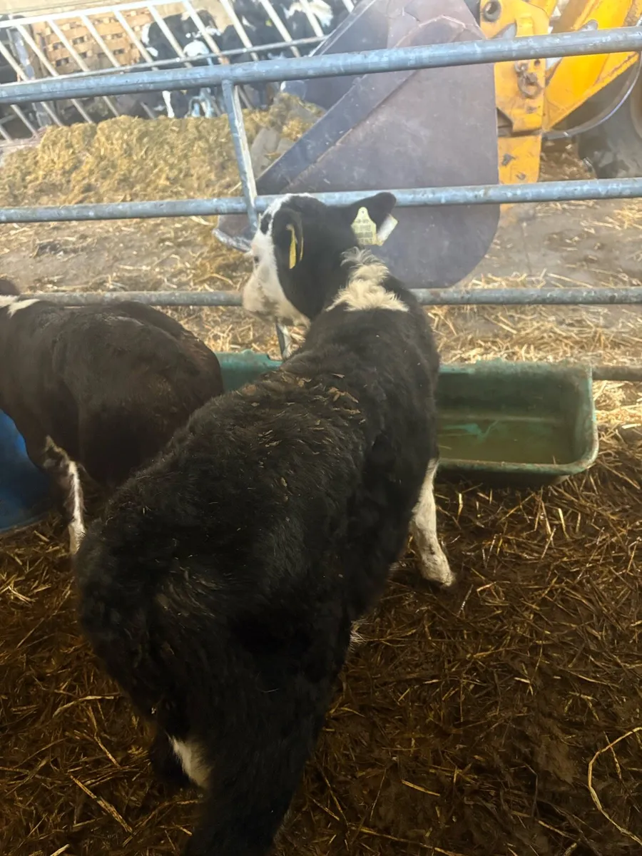 Cow with 2 calves - Image 4