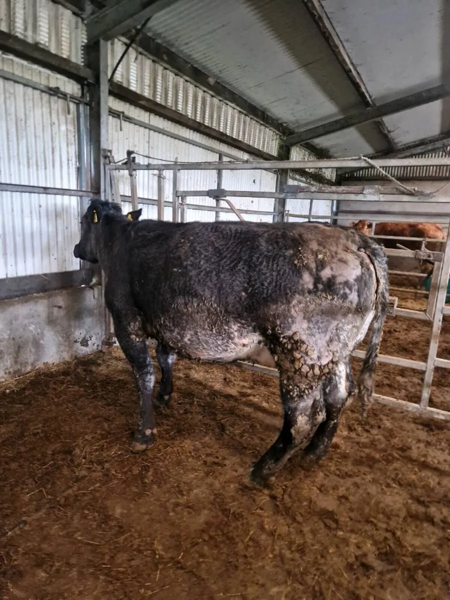 BBx Springers due next week - Image 1