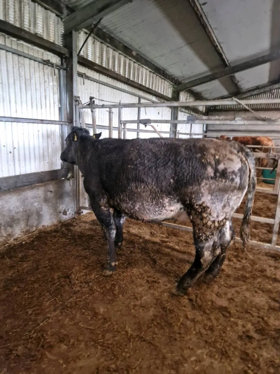 BBx Springers due next week - Image 2