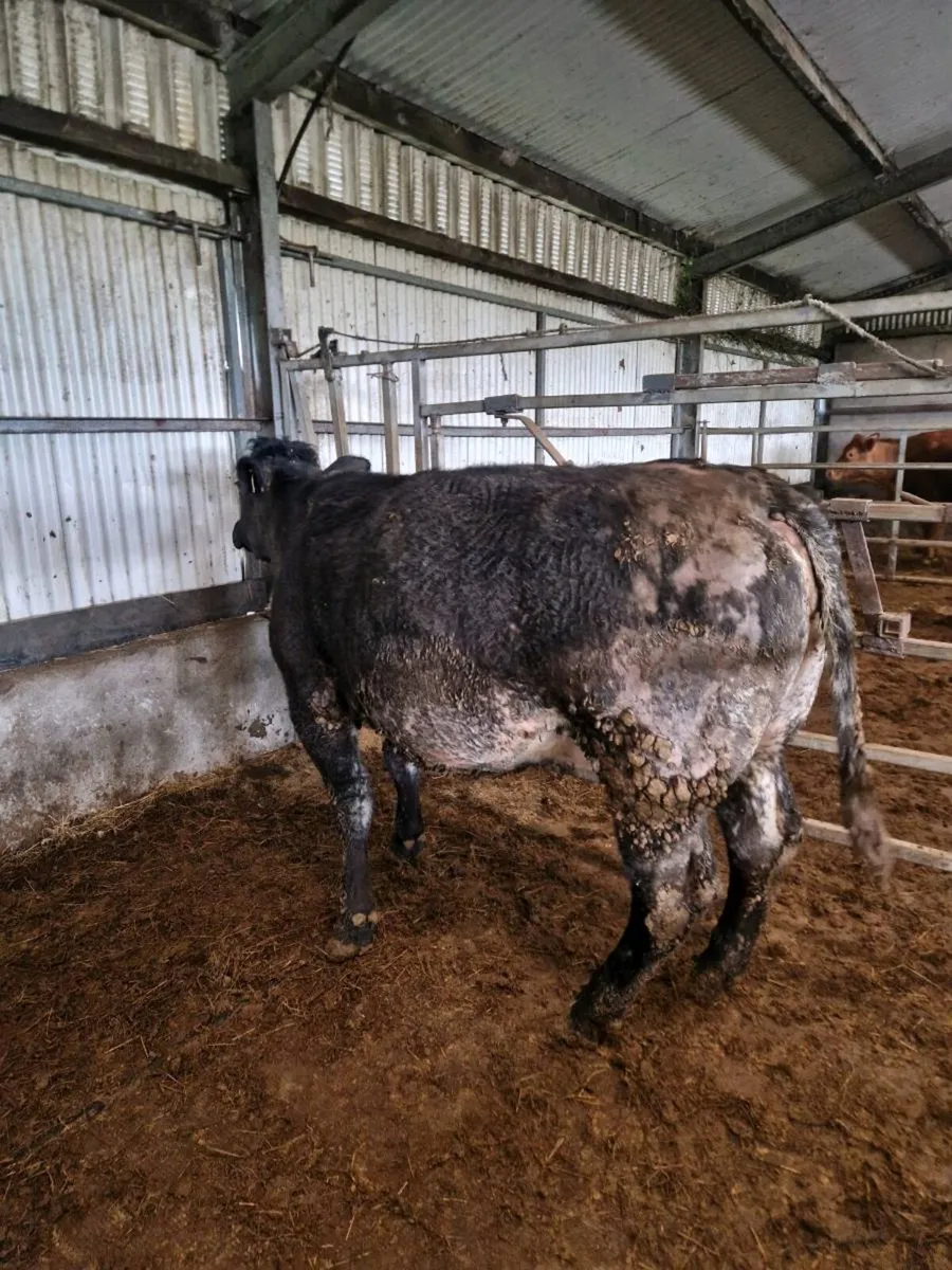 BBx Springers due next week - Image 3