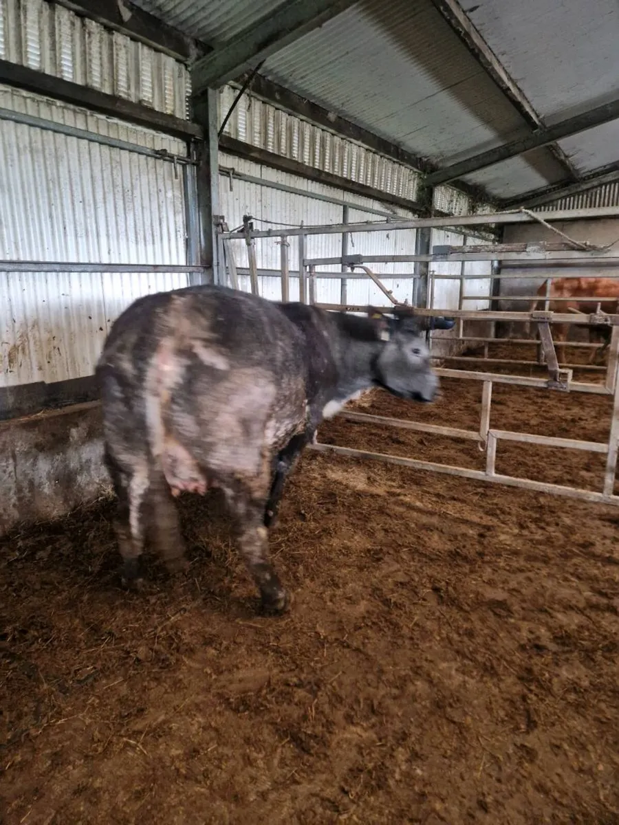 BBx Springers due next week - Image 4