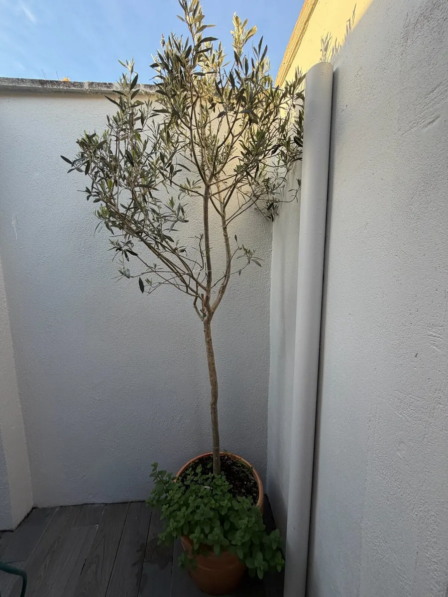 Olive Tree - Image 1