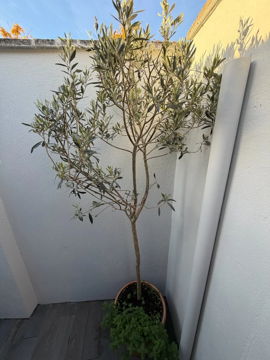 Olive Tree - Image 2