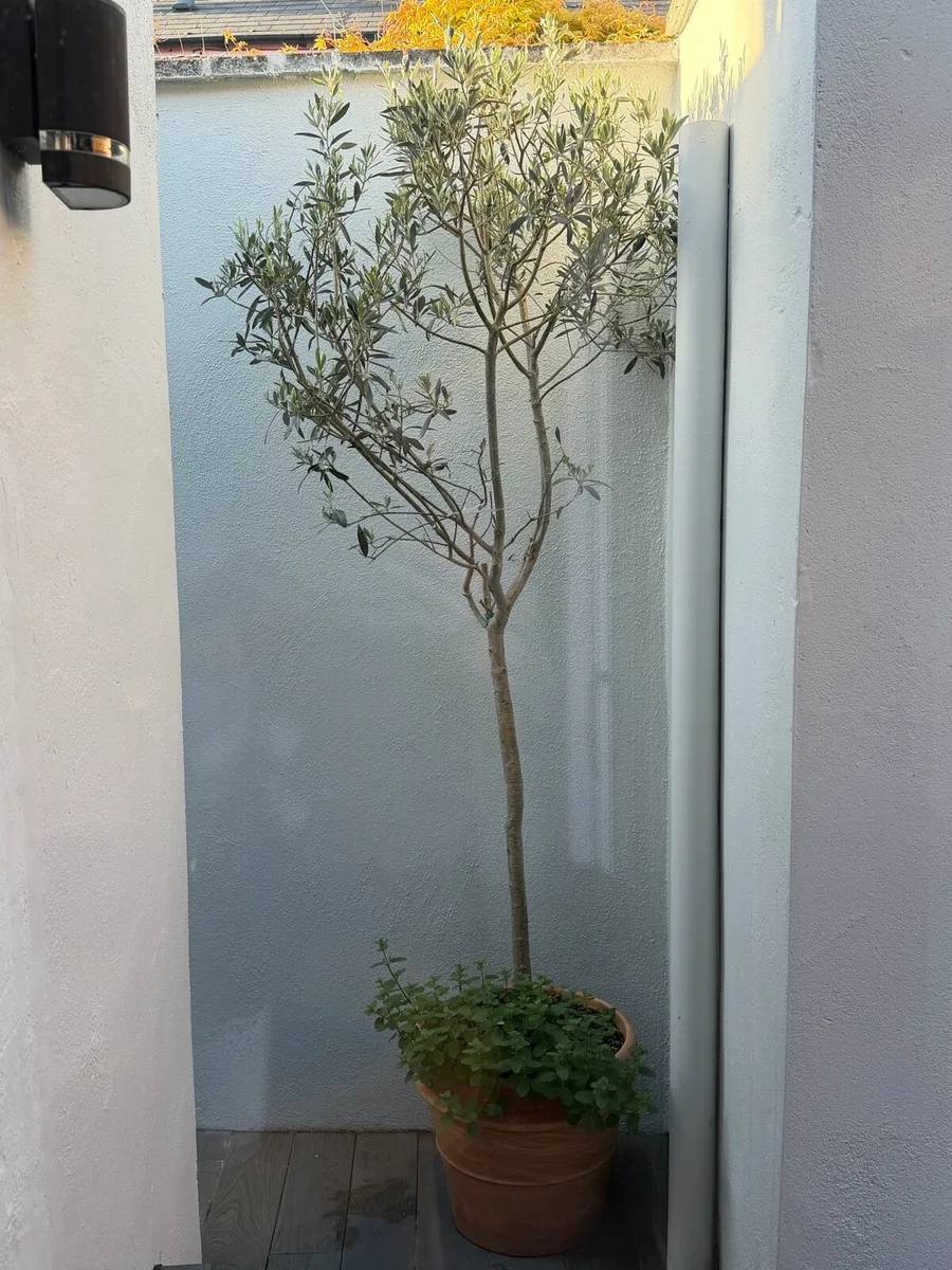 Olive Tree - Image 4