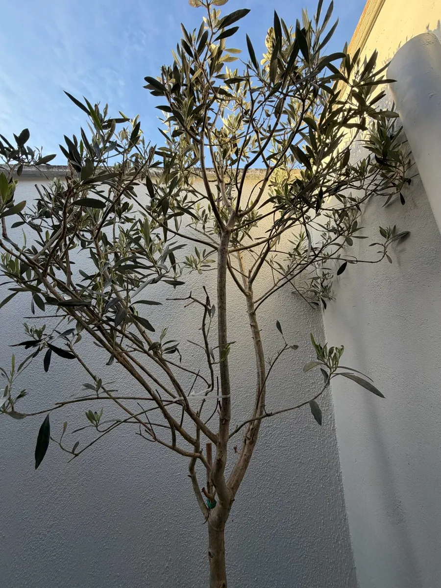 Olive Tree - Image 3