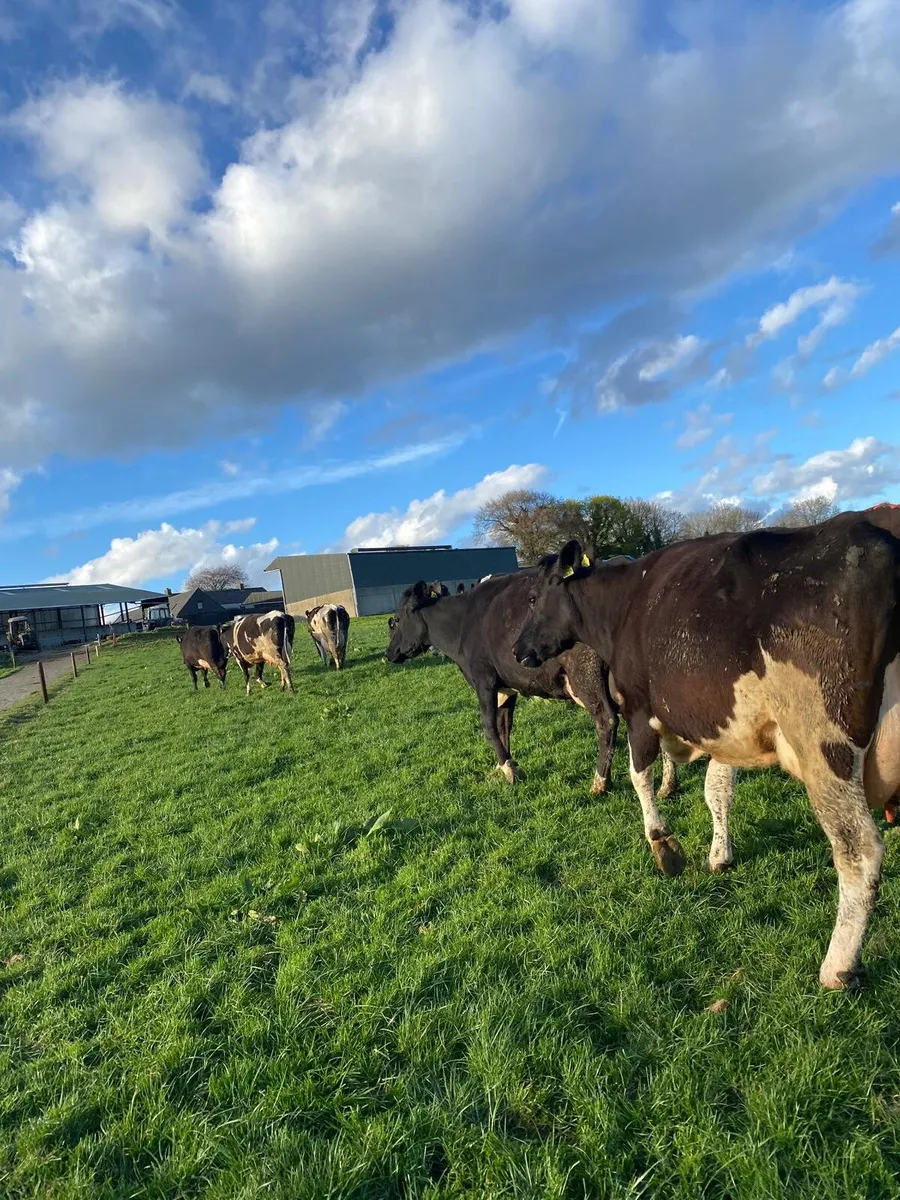 11 Freshly Calved Cows For Sale - Image 1