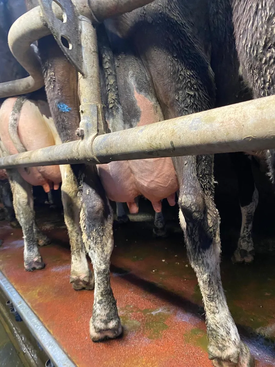 11 Freshly Calved Cows For Sale - Image 2