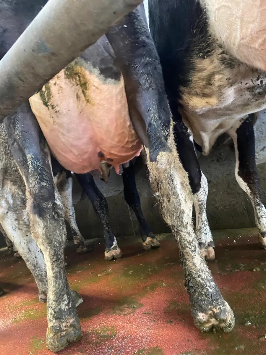 11 Freshly Calved Cows For Sale - Image 3