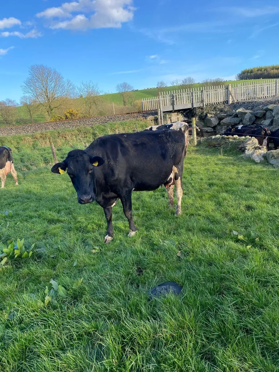 11 Freshly Calved Cows For Sale - Image 4