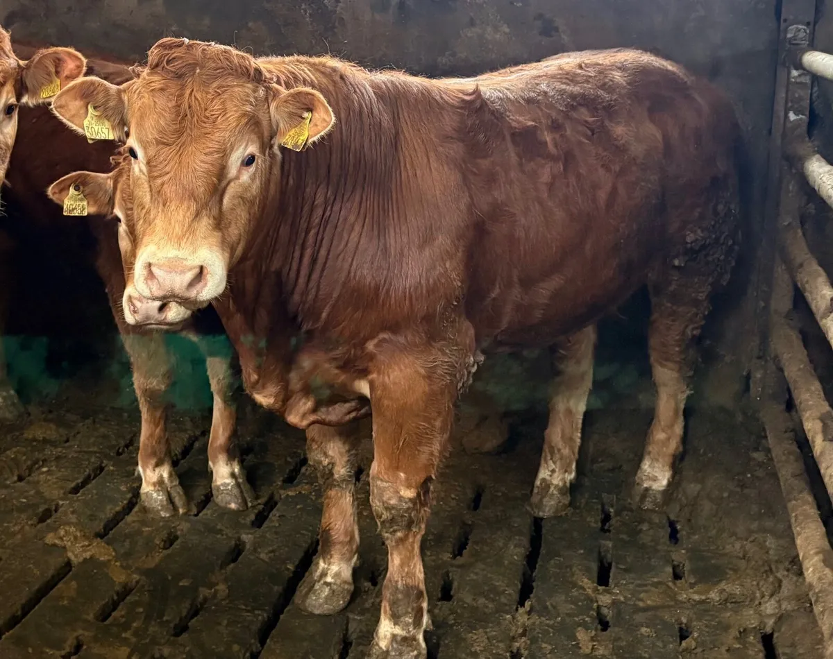 Limousin Bulls - Image 1