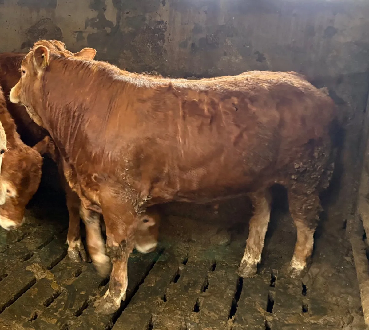 Limousin Bulls - Image 3