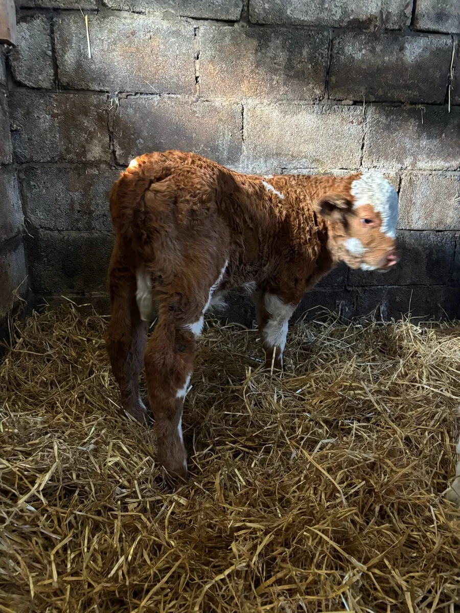 Calves for sale - Image 4