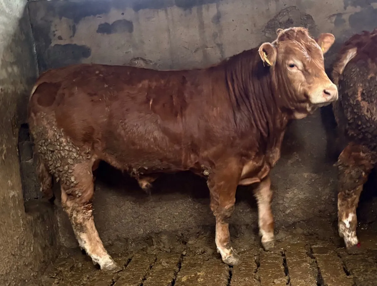 Limousin Bulls - Image 2