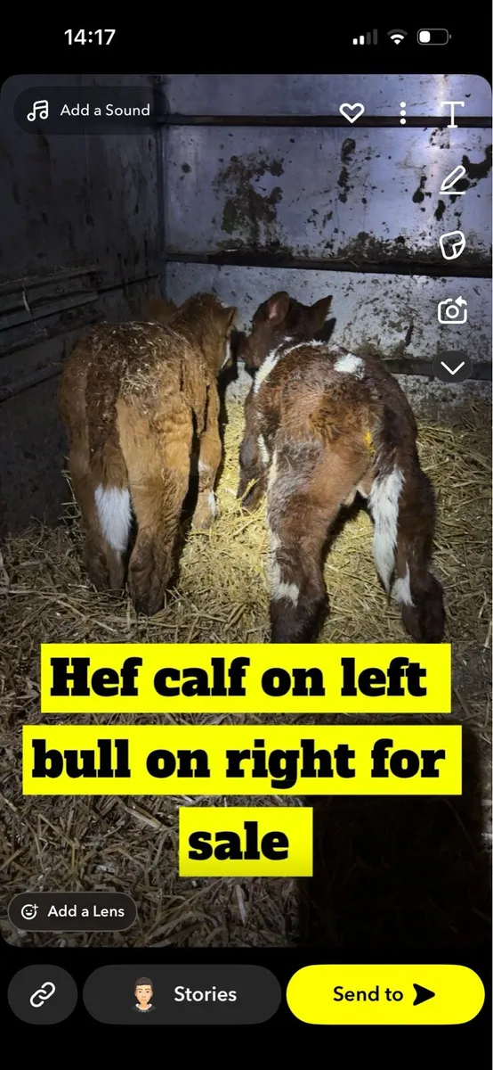 Calves for sale - Image 1