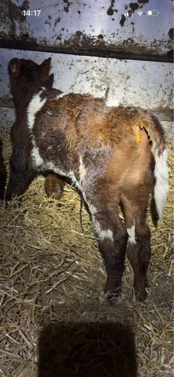Calves for sale - Image 2