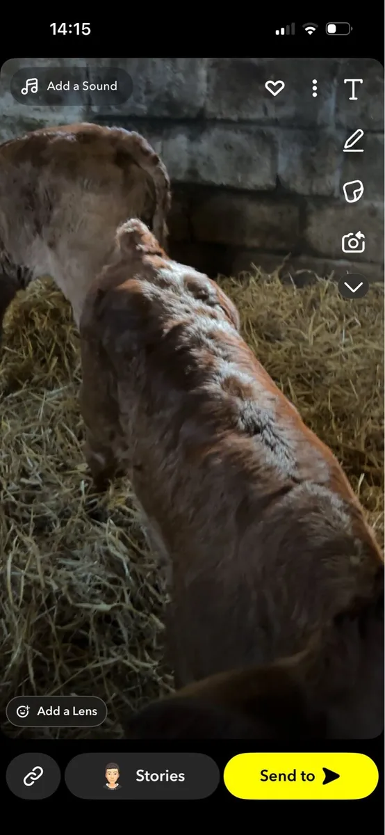Calves for sale - Image 3