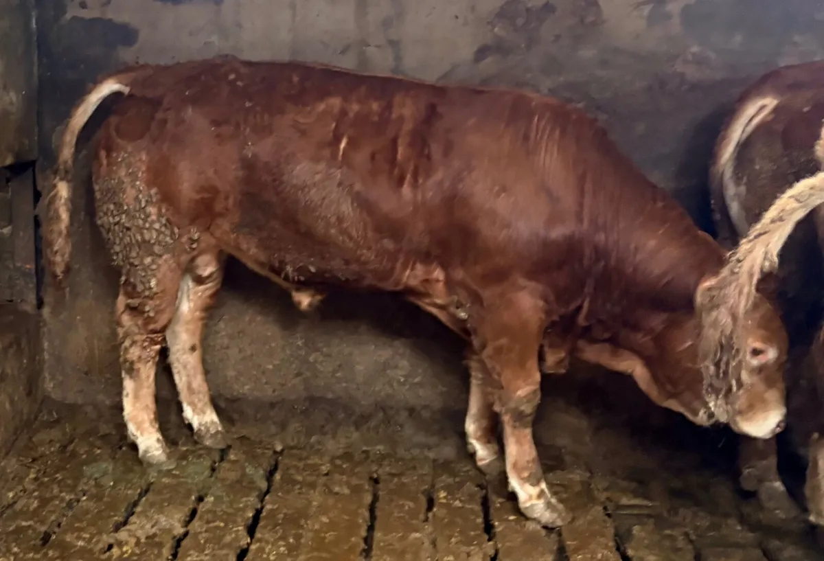 Limousin Bulls - Image 4