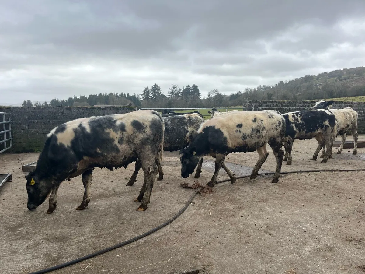 Weanling Heifers - Image 2