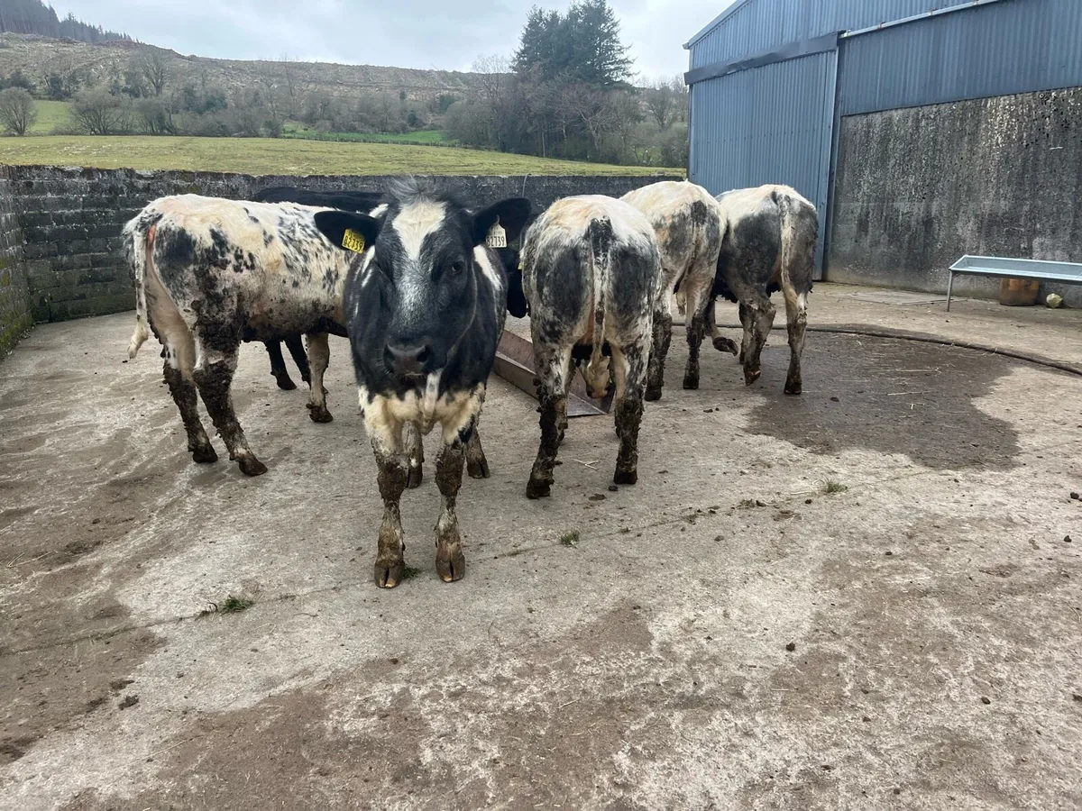 Weanling Heifers - Image 1