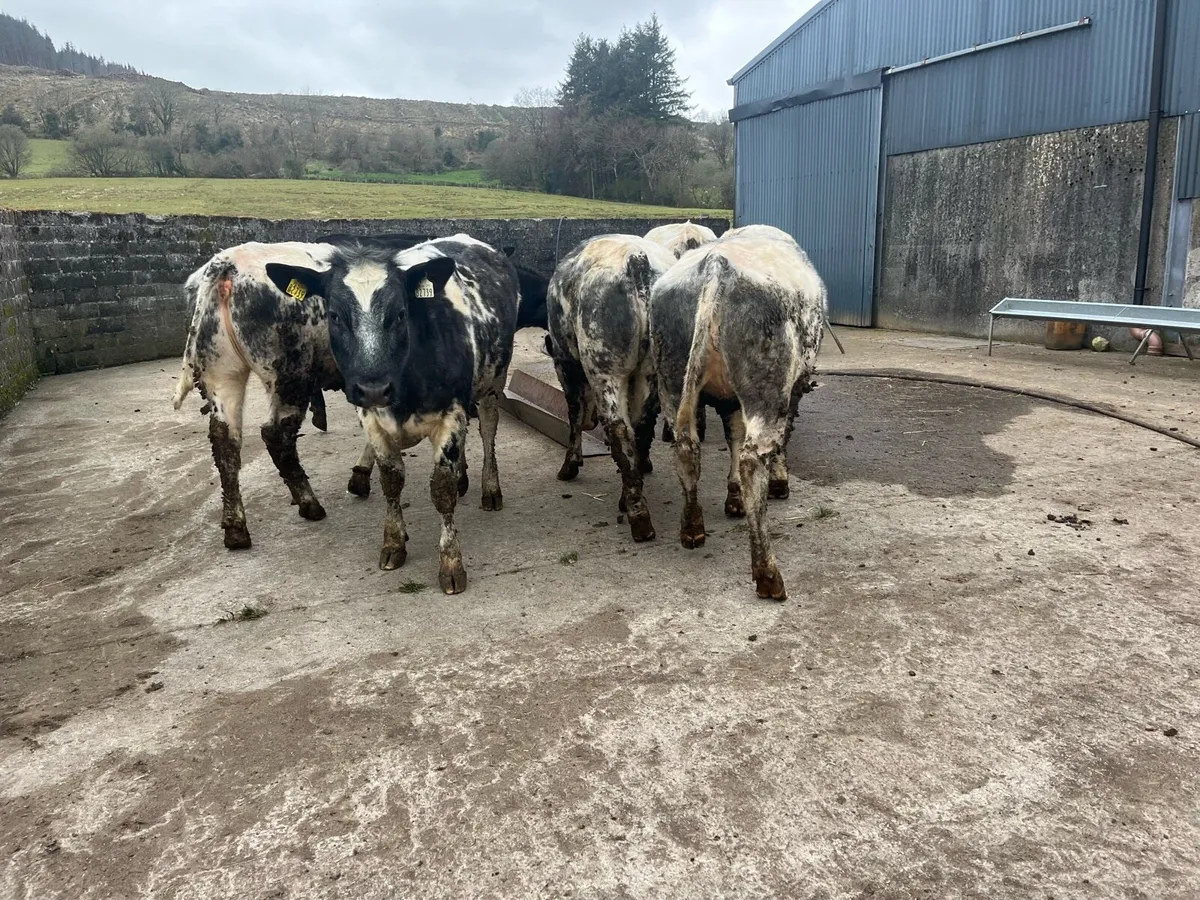 Weanling Heifers - Image 3