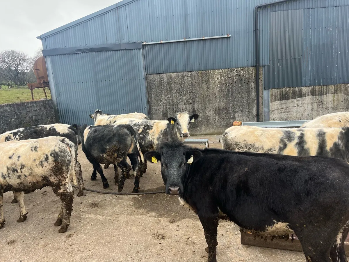 Weanling Heifers - Image 4