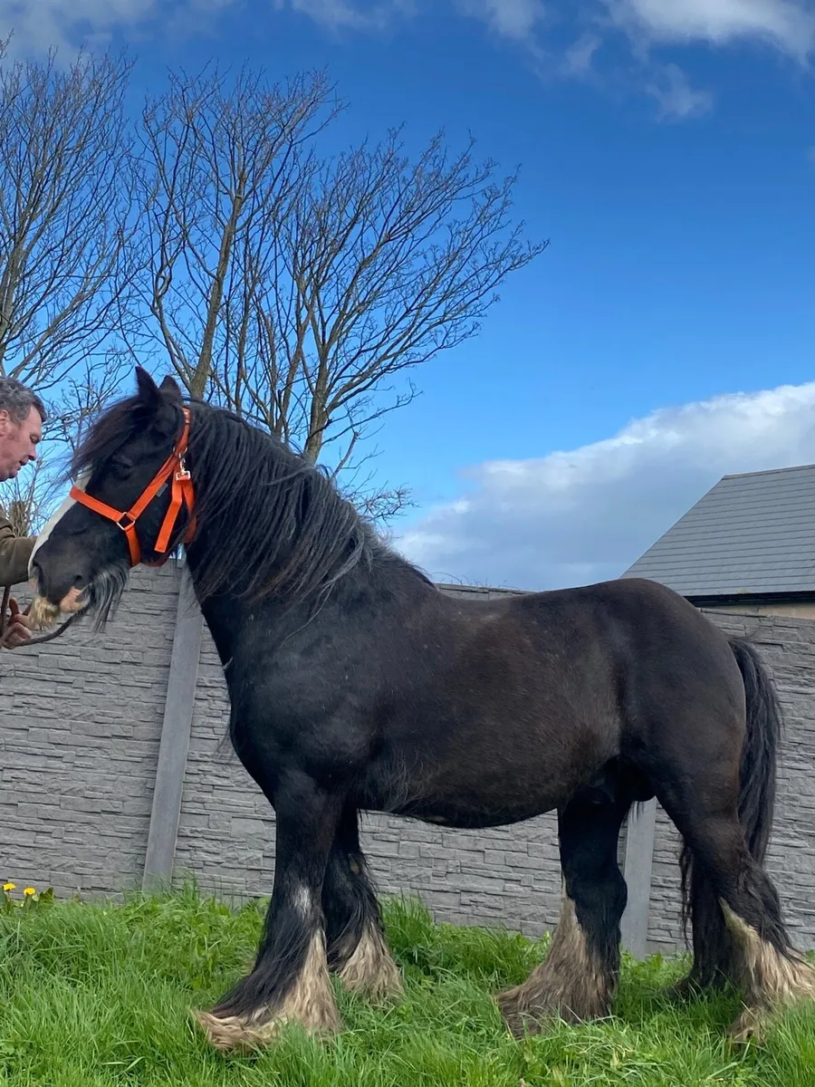 Stallion for stud - Image 1