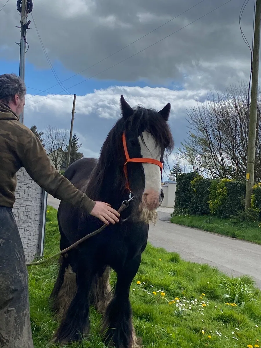 Stallion for stud - Image 2