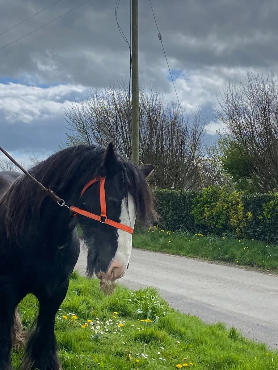 Stallion for stud - Image 3