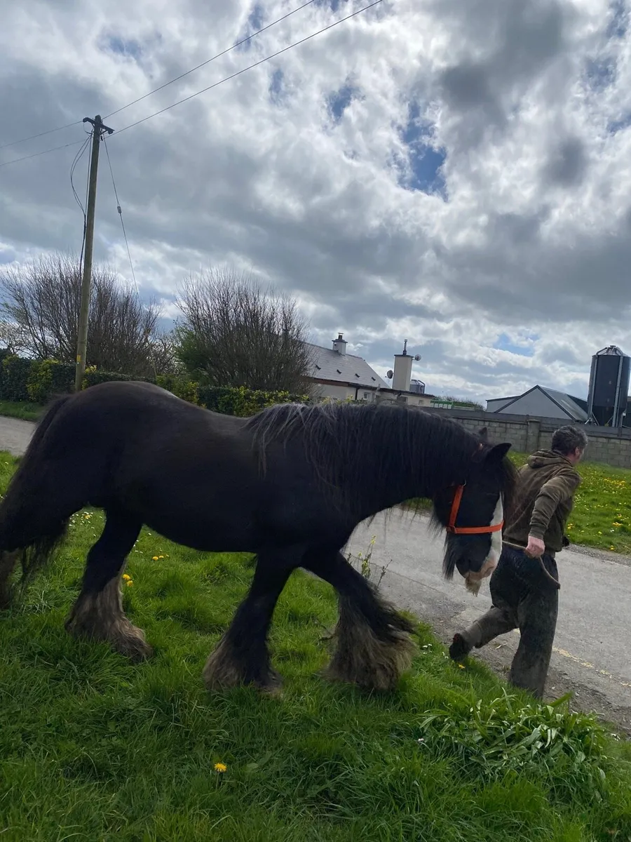 Stallion for stud - Image 4