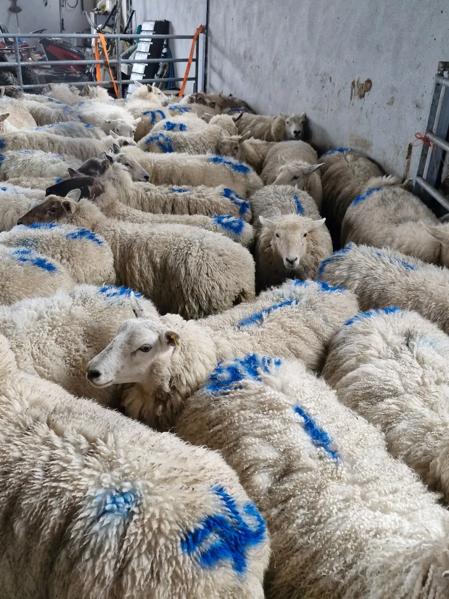 Sheep - Image 1