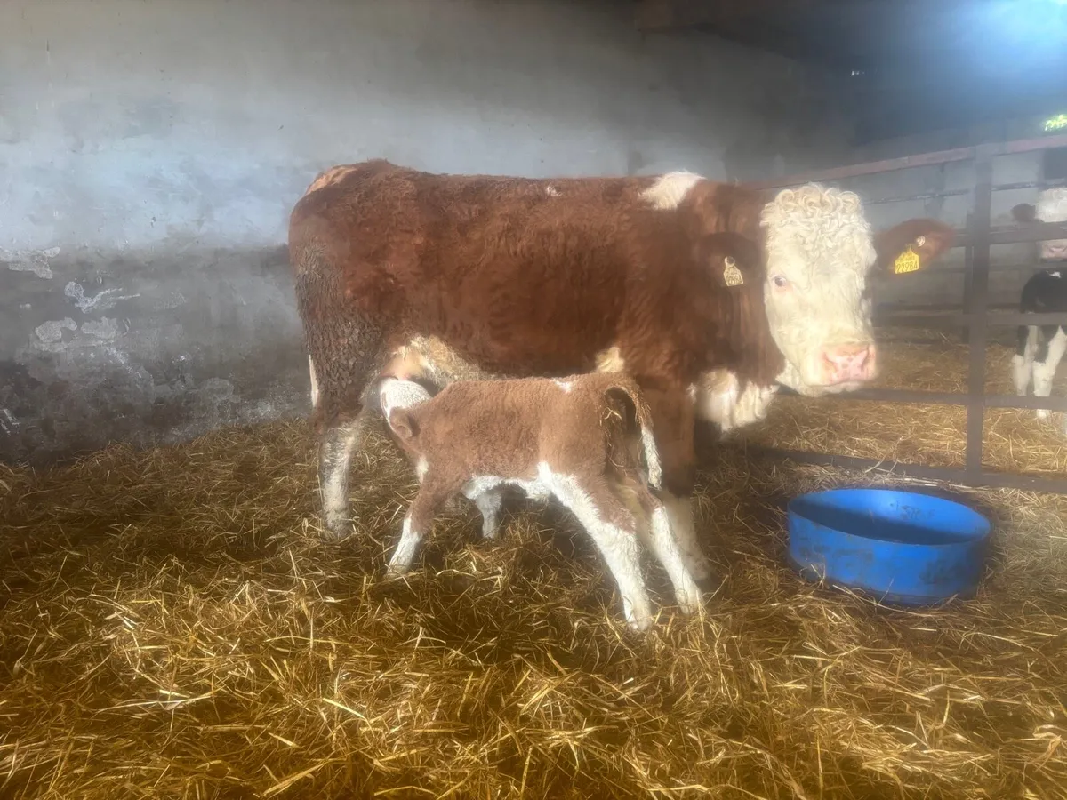 Pedigree Simmental heifer with calf at foot