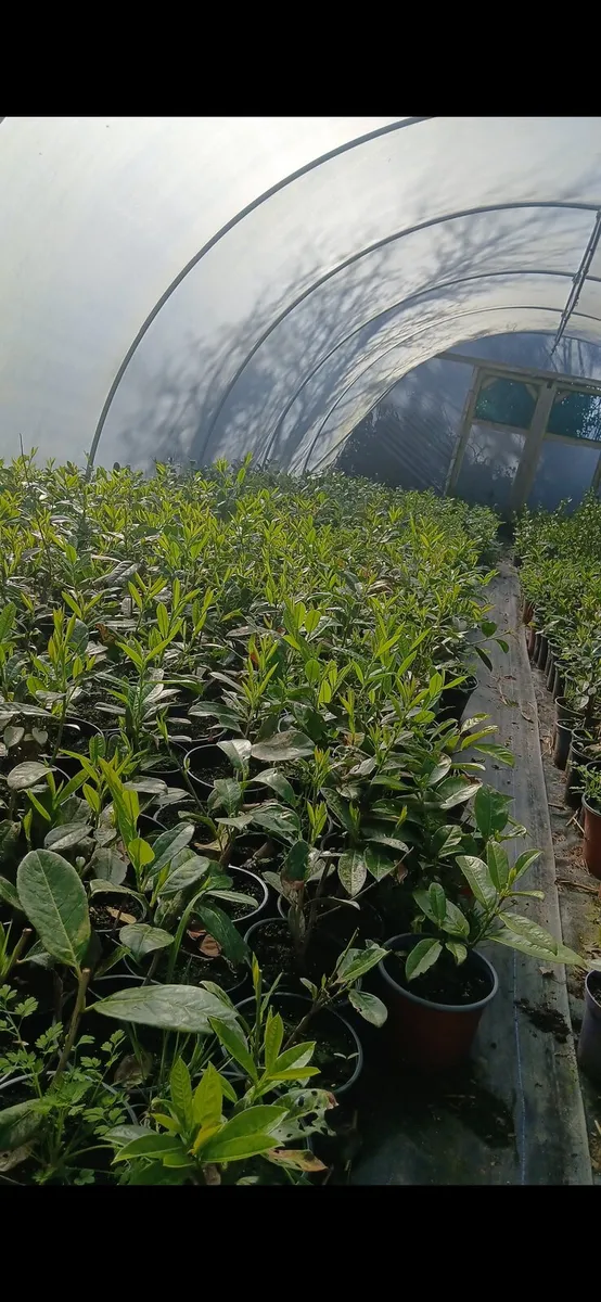 1.5 foot laurel hedging €2.50 - Image 1