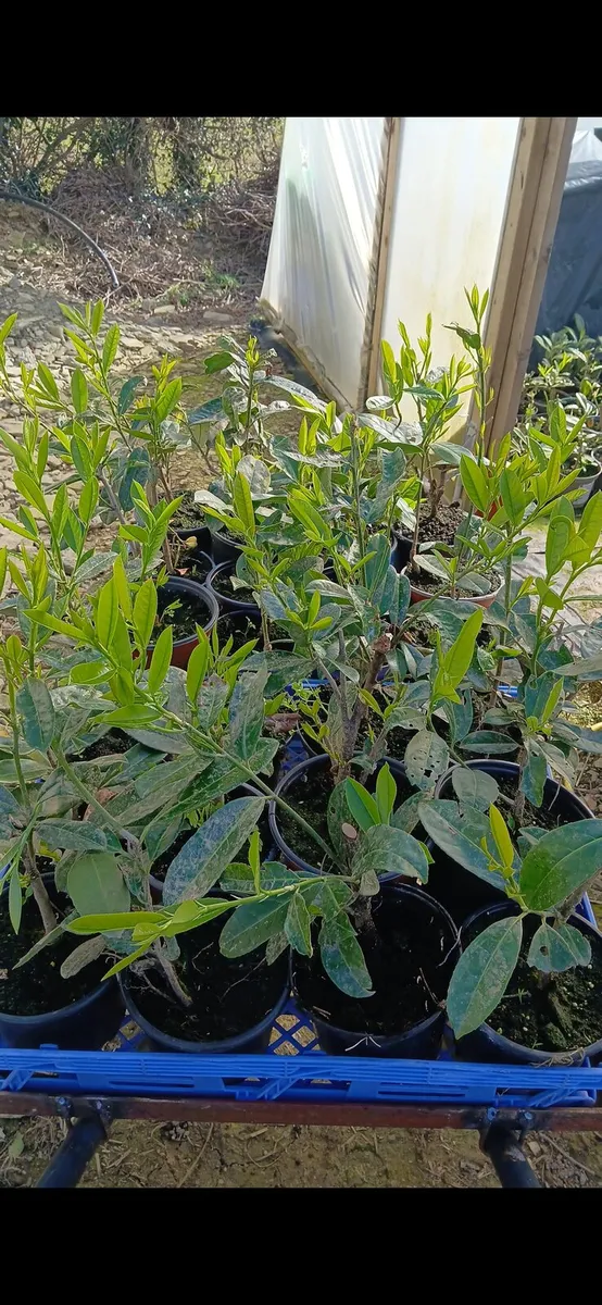 1.5 foot laurel hedging €2.50 - Image 2